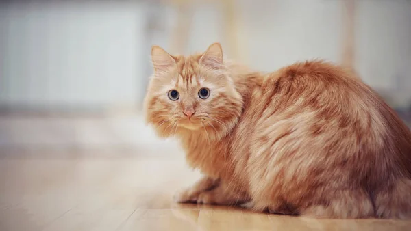 Полосатый Красный Домашний Кот Полу — стоковое фото