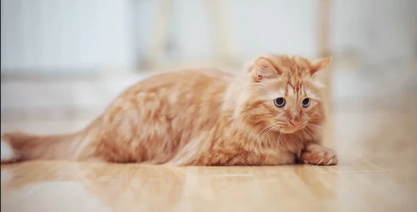 Gato Doméstico Vermelho Listrado Está Soalho — Fotografia de Stock