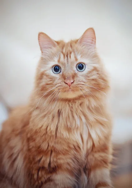 Retrato Gato Doméstico Listrado Fofo Cor Vermelha — Fotografia de Stock