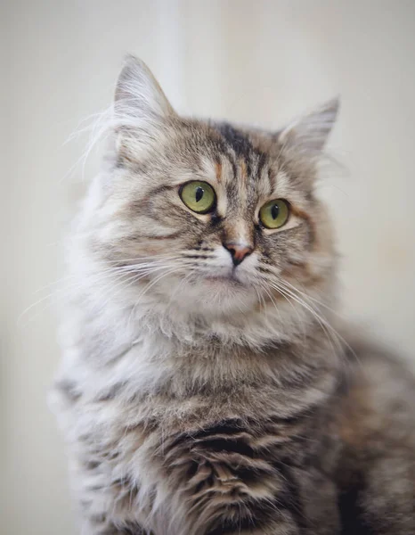 솜털이 복슬복슬 집고양이의 — 스톡 사진