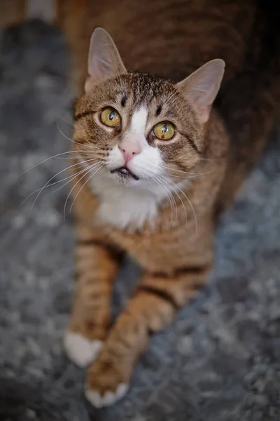 Портрет Полосатой Кошки Сфотографированной Сверху Лежащей Полу — стоковое фото