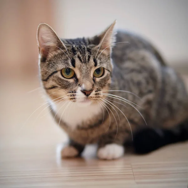 Die Gewöhnliche Gestreifte Hauskatze Sitzt Auf Einem Fußboden — Stockfoto