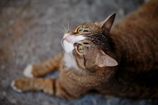 Retrato Del Gato Rayas Fotografiado Desde Arriba Tumbado Suelo —  Fotos de Stock