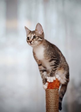 Beyaz pençeli çizgili aktif evcil kedi.