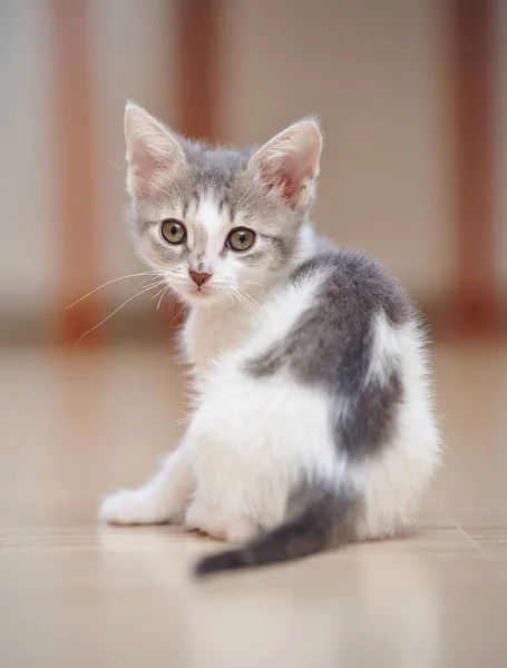 Das Kätzchen Einer Farbe Weiß Mit Flecken Sitzt Zurück Gekehrt — Stockfoto