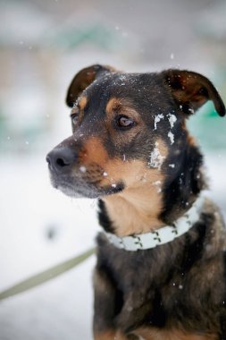 Kışın safkan olmayan köpeğin portresi..