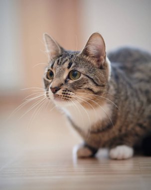 Sıradan çizgili evcil bir kedinin portresi.