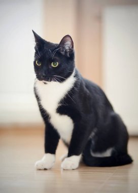 Siyah, yeşil gözlü, beyaz, genç bir kedi oturuyor.