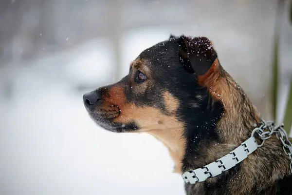 Portrait Purebred Dog Winter — Stock Photo, Image