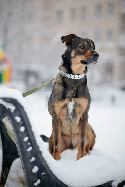 Safkan Siyah Kahverengi Köpek Içi Karla Dolu Bankta Oturur — Stok fotoğraf