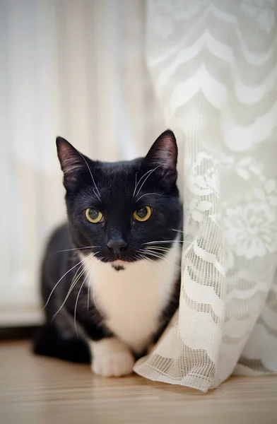 Black White Young Cat Green Eyes Sits Curtain — Stock Photo, Image