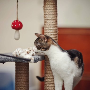 Beyaz çizgili evcil kediyle oyuncak.