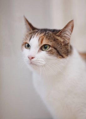 Çok renkli bir kedinin güzel portresi. 