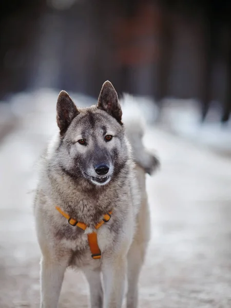 Porträtt Sjabbig Tamhund Med Erigerade Öron — Stockfoto