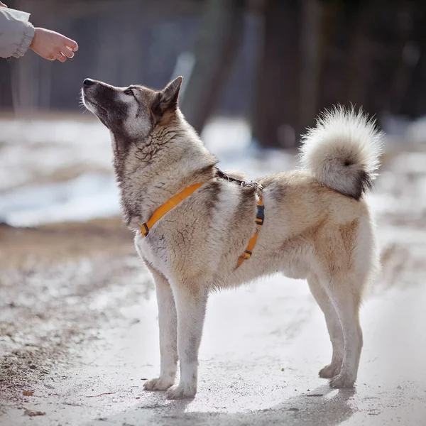 Training Fluffy Dog Walk — Stock Photo, Image