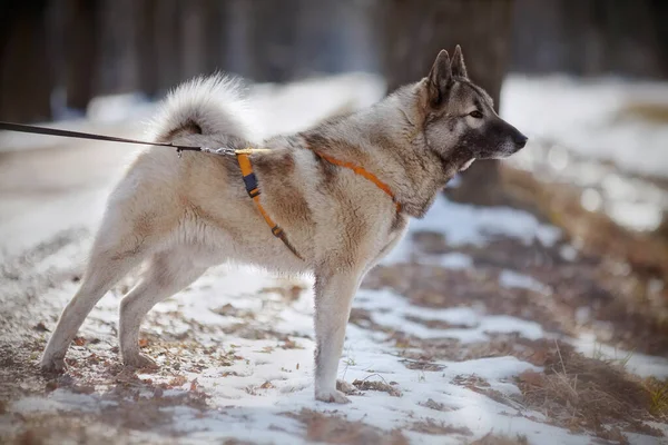 Dog Lead Walks Winter Illuminated Sun — Stock Photo, Image