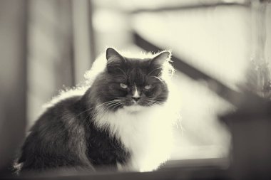 Güneşle aydınlatılmış, tüylü, dumanlı bir kedinin renkli portresi değil..