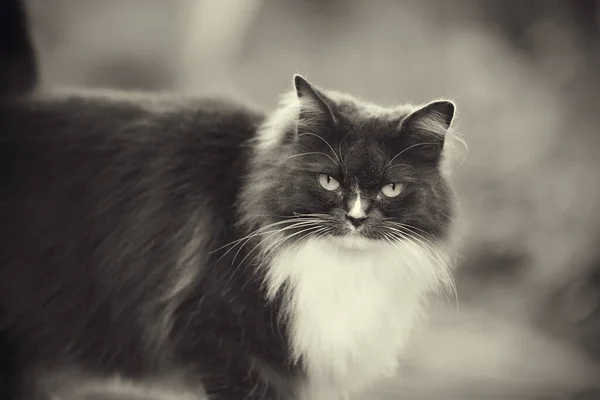 Geen Kleurenportret Van Een Pluizige Kat Van Een Rokerige Kleur — Stockfoto