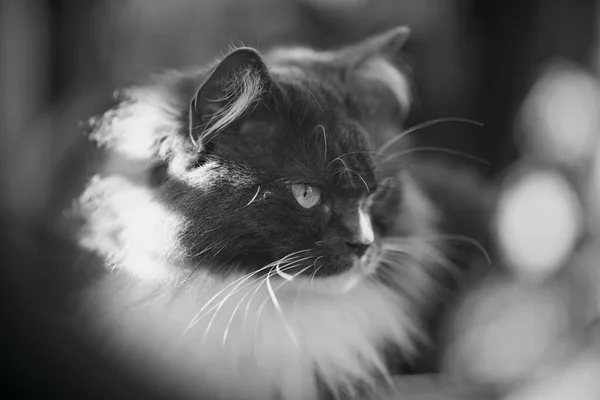 黑白照片上有一只毛茸茸的毛茸茸的 浓烟弥漫的猫 — 图库照片