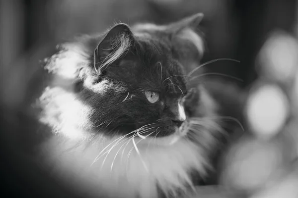 Portrait Noir Blanc Chat Moelleux Couleur Fumée — Photo