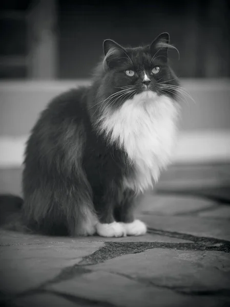 Black White Image Fluffy Cat Smoky Color — Stock Photo, Image