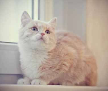 Pencere kenarında beyaz pençeleri olan kırmızı tekir kedicik.