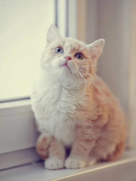 Light Beige Kitten Sits Window Sill — Stock Photo, Image