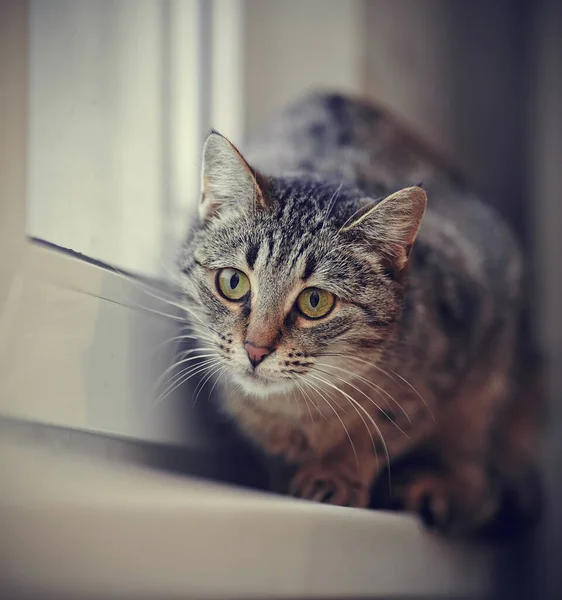 Randig Grönögd Katt Fönsterbräda — Stockfoto