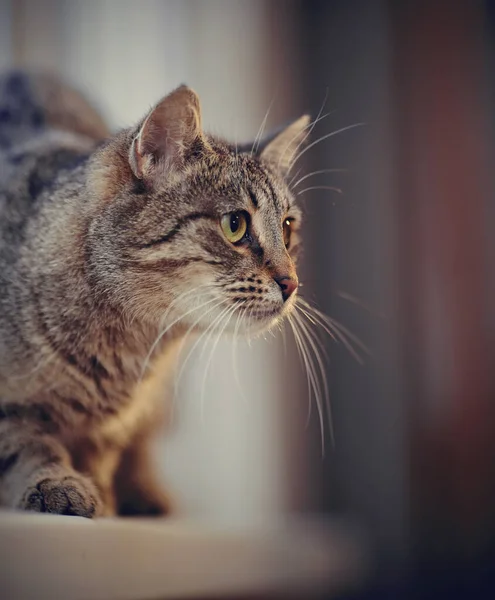 Porträtt Randig Katt Med Gröna Ögon — Stockfoto