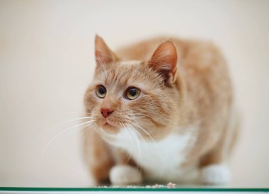 Çizgili bir evcil kedi portresi, kırmızı - beyaz bir renk.