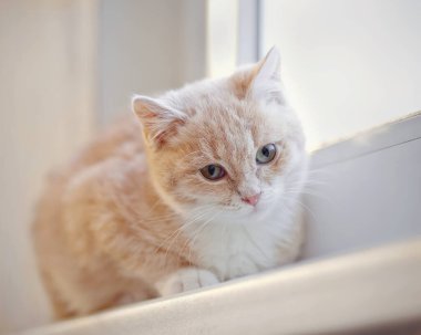 Açık kırmızı çizgili kedi yavrusu pencere eşiğinde