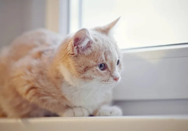 窗台上那只红胖的小猫咪的画像 — 图库照片