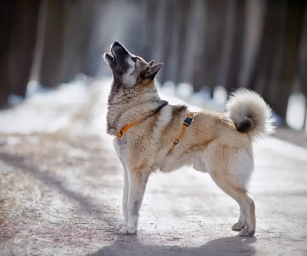 The barking dog on walk in winter, illuminated by the sun.