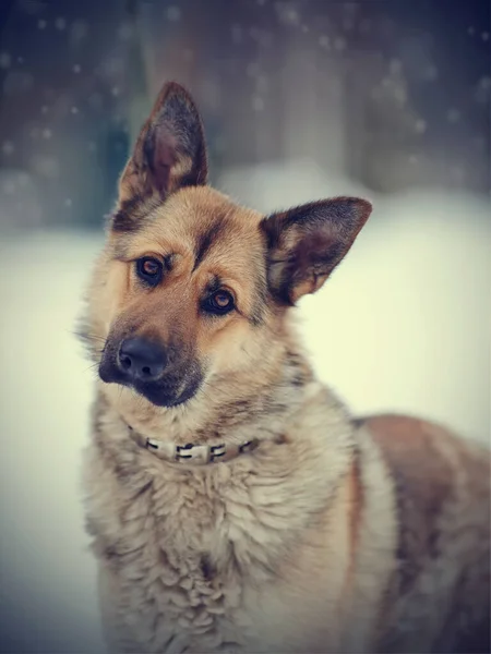 Portret Van Een Hond Van Ras Schapen Hond Open Lucht — Stockfoto