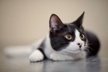 Yerde yatan siyah beyaz kedinin portresi..