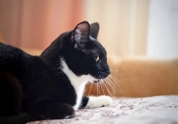 Portrait Domestic Cat Black White Color Profile — Stock Photo, Image