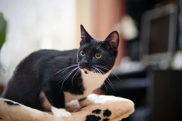 Preto Com Branco Jovem Gato Com Olhos Verdes Senta — Fotografia de Stock