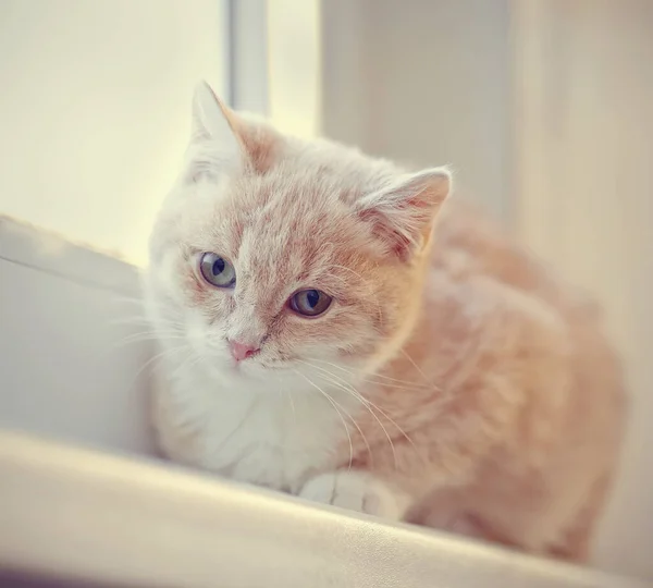 창문에 빨간색 줄무늬 고양이 — 스톡 사진
