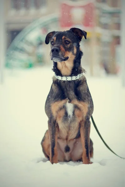 Purebred Black Brown Dog Sits Snow — Stock Photo, Image