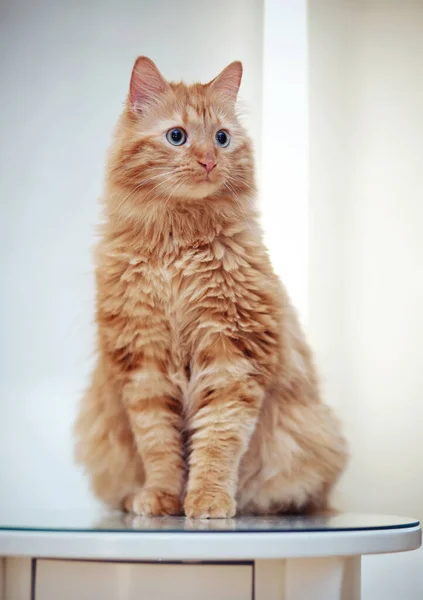 Полосатый Красный Домашний Кот Сидит Столе — стоковое фото