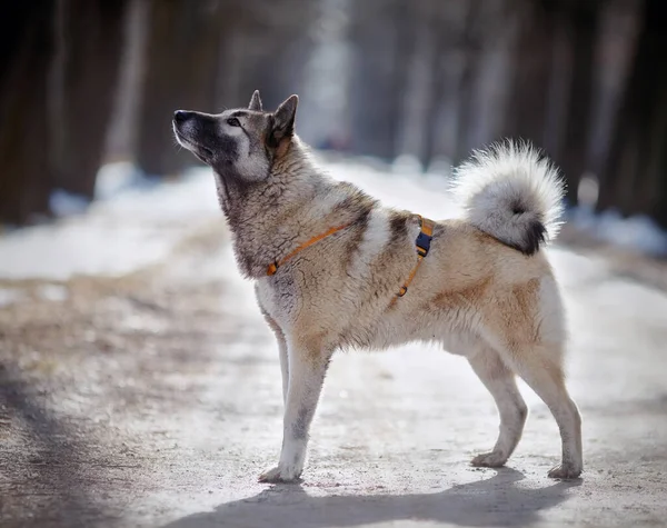 Hond Voor Een Wandeling Winter Verlicht Door Zon — Stockfoto