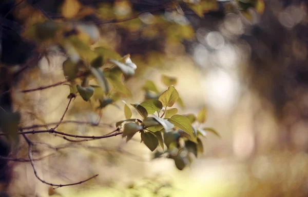 Leylak Çalılarının Dallarında Taze Bahar Yaprakları — Stok fotoğraf