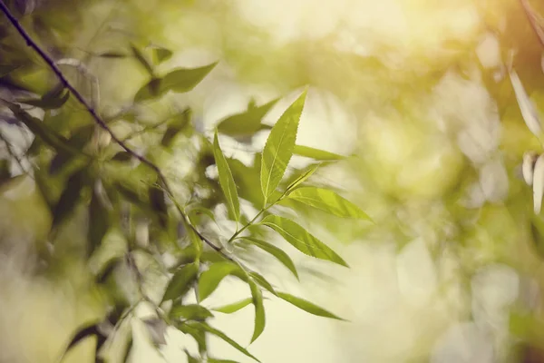 Wazig Abstracte Achtergrond Met Bokeh Met Wilgentakken — Stockfoto