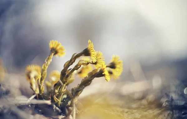 Bahar Çiçekleri Coltsfoot Sarı Çiçekleri Tussilago Farfara — Stok fotoğraf