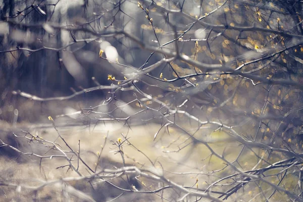 Abstrakter Hintergrund Mit Weißdornzweigen Frühling — Stockfoto