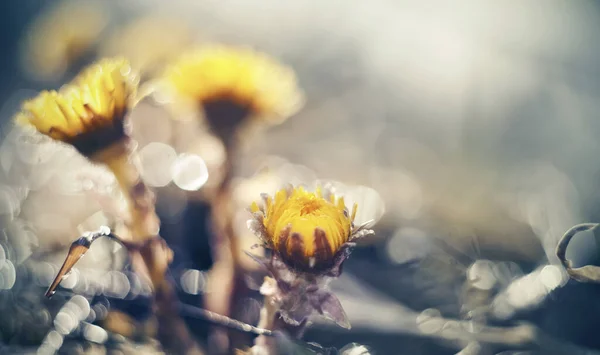 Желтые Цветы Coltsfoot Tussilago Farfara Весной Крупным Планом — стоковое фото