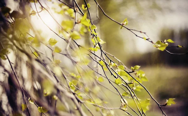 Appearing Leaves Birch Branches Spring — Stock Photo, Image