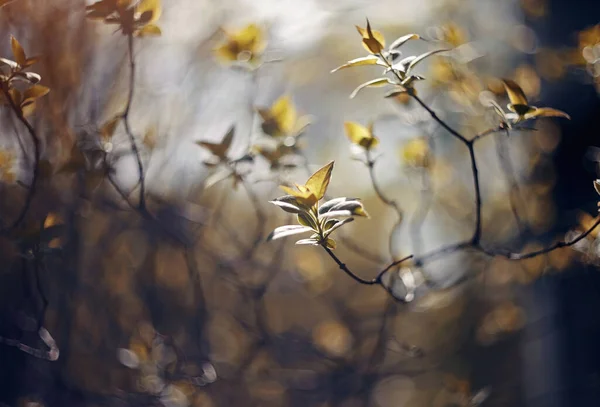 Las Ramas Primaverales Del Arbusto Lila —  Fotos de Stock