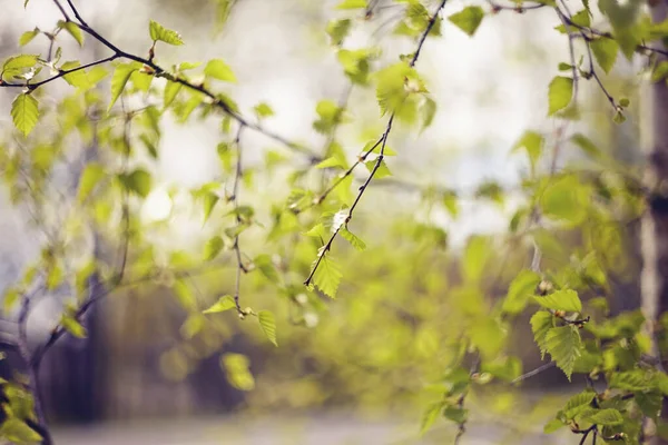 Background Green Birch Branches Spring — Stock Photo, Image