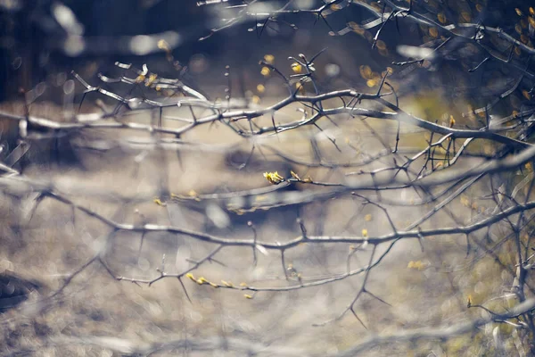 春にサンザシの枝を持つ抽象的な背景 — ストック写真